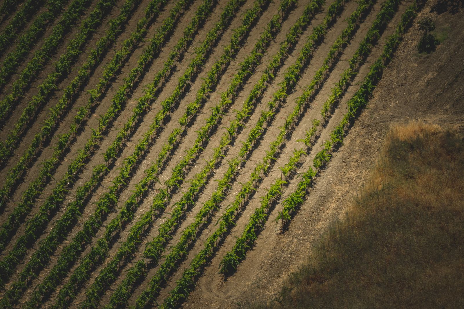 Hileras de cultivo vistas desde una perspectiva aérea