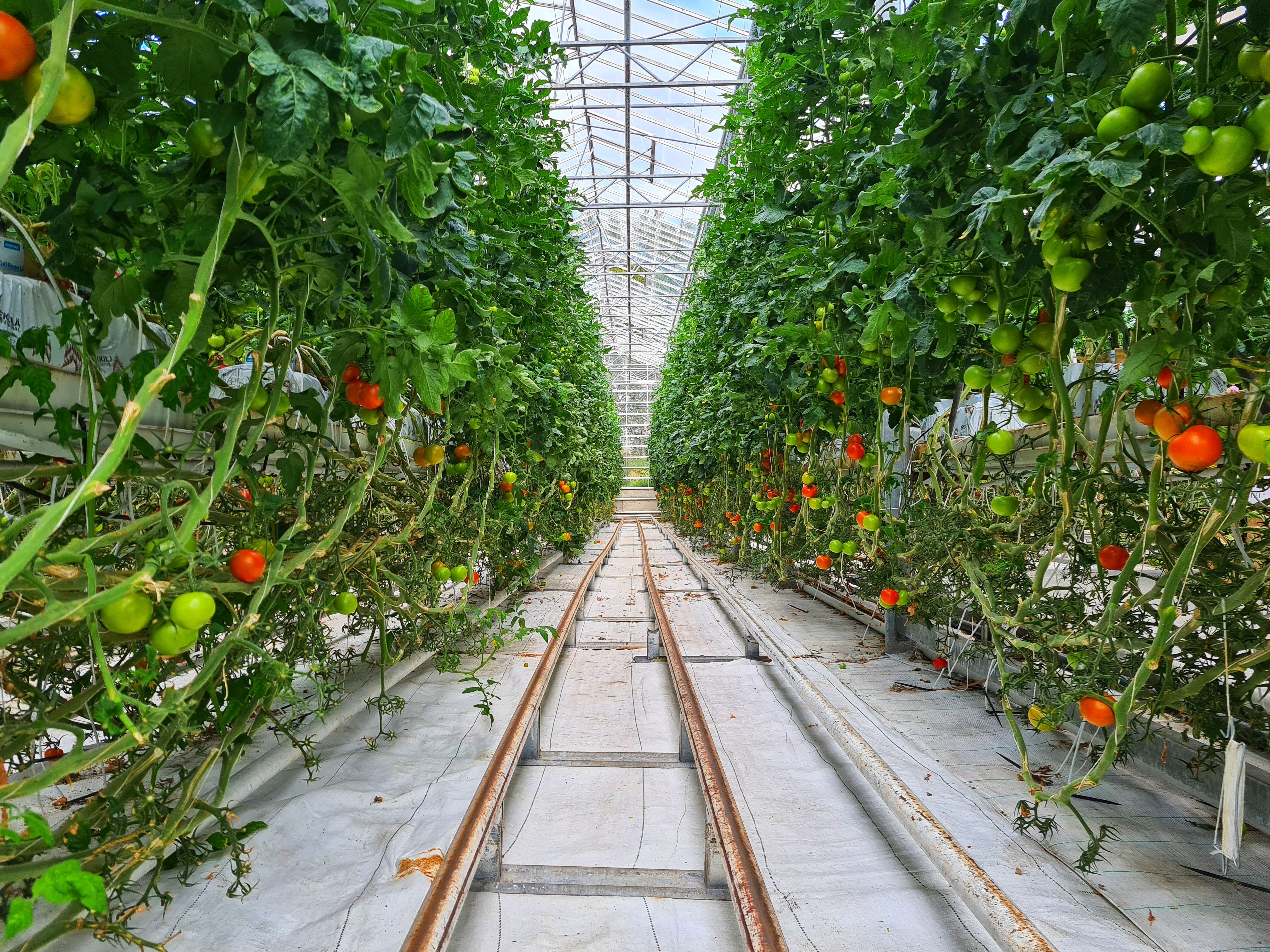 Plantas de tomate sanas dentro de un invernadero de alta tecnología
